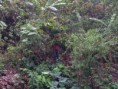 /album/fotok5/kakao-02-jpg/