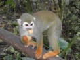 /album/fotok/monky-jungle-01-jpg/