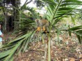 /album/fotok/monky-jungle-04-jpg/
