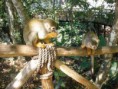 /album/fotok/monky-jungle-07-jpg/